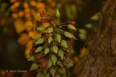 Mahonia leschenaultii